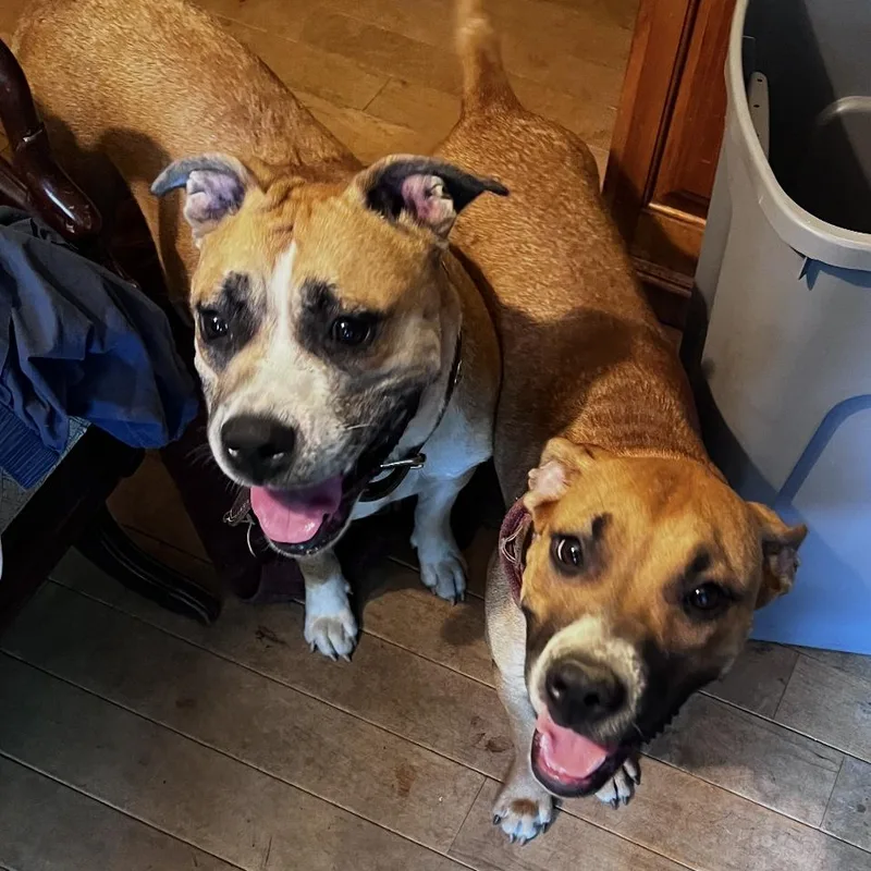 A young medium-sized female Tricolor (Brown, Black, & White) Boxer dog named Pup Pup for adoption in Columbia, SC