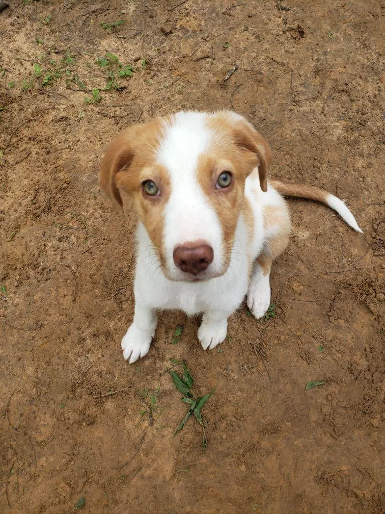 A young medium-sized male Apricot / Beige Australian Shepherd dog named Skye for adoption in Anderson, TX