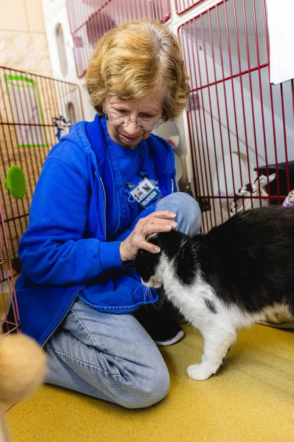 An adult medium-sized male Domestic Short Hair cat named Walle for adoption in Escondido, CA