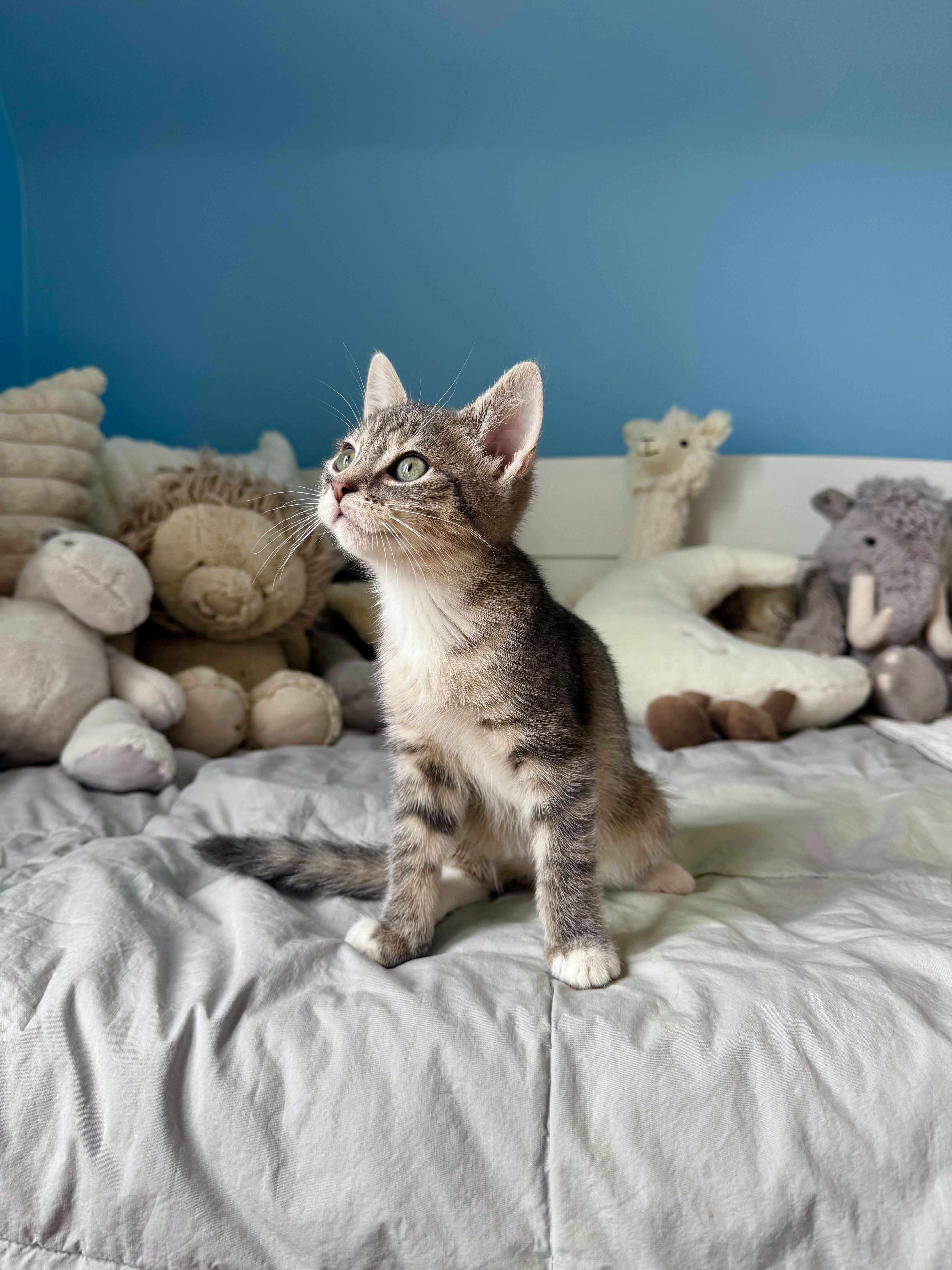 A baby large-sized male Tabby (Gray / Blue / Silver) Domestic Short Hair cat named Graham for adoption in Ramsey, NJ