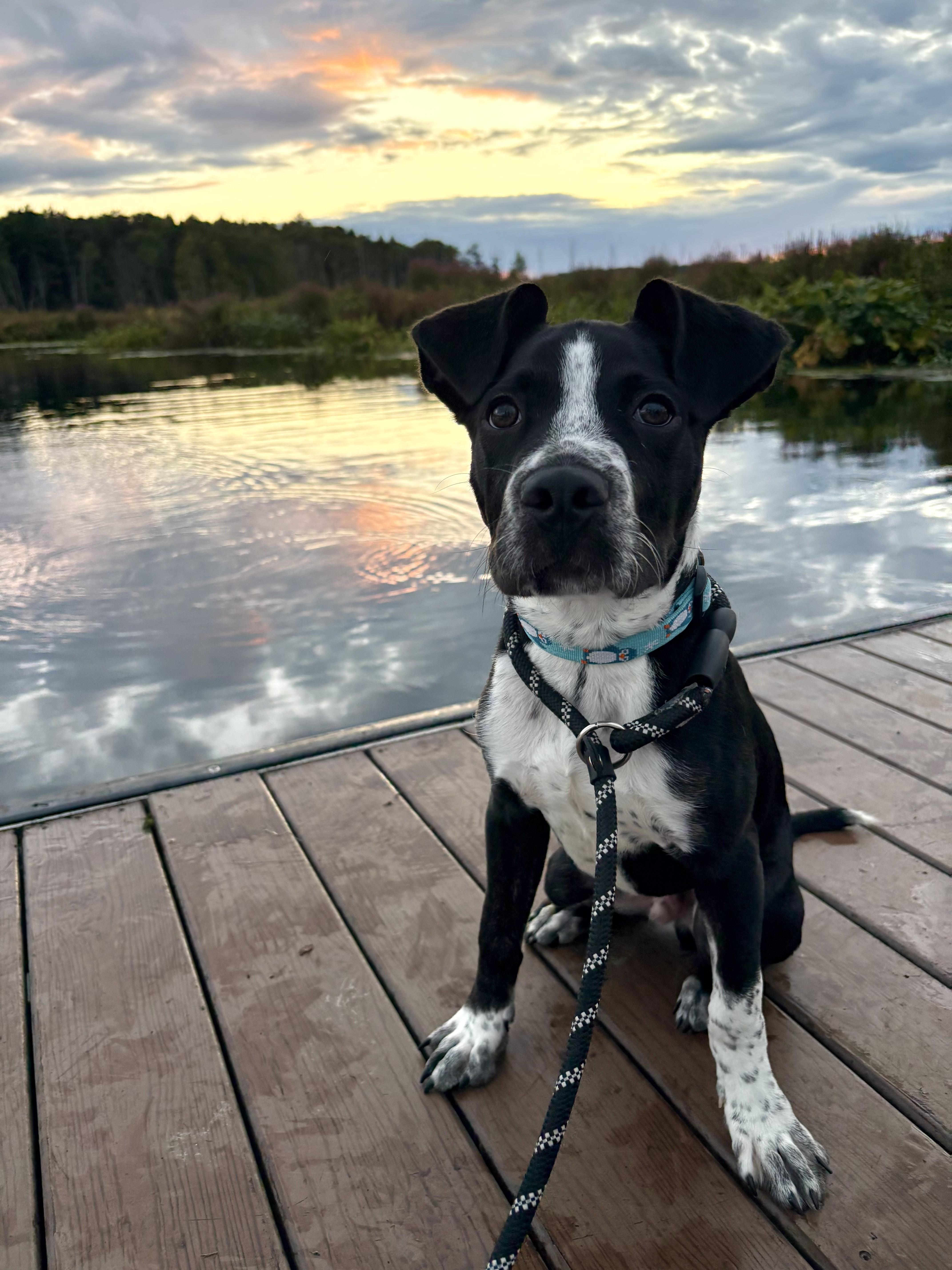 A baby medium-sized male Black Great Dane dog named Dexter for adoption in Latham, NY