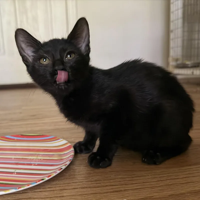 A baby small-sized female Black Manx cat named Jinx for adoption in Winder, GA