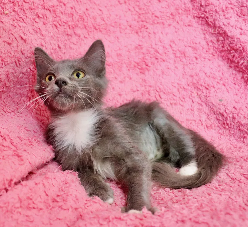 A baby medium-sized female Maine Coon cat named Sassafrass for adoption in Saint Augustine, FL