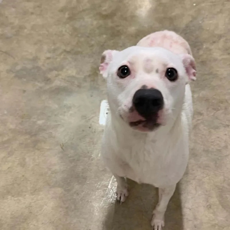 An adult medium-sized female White / Cream Pit Bull Terrier dog named Flo for adoption in Harrisville, WV