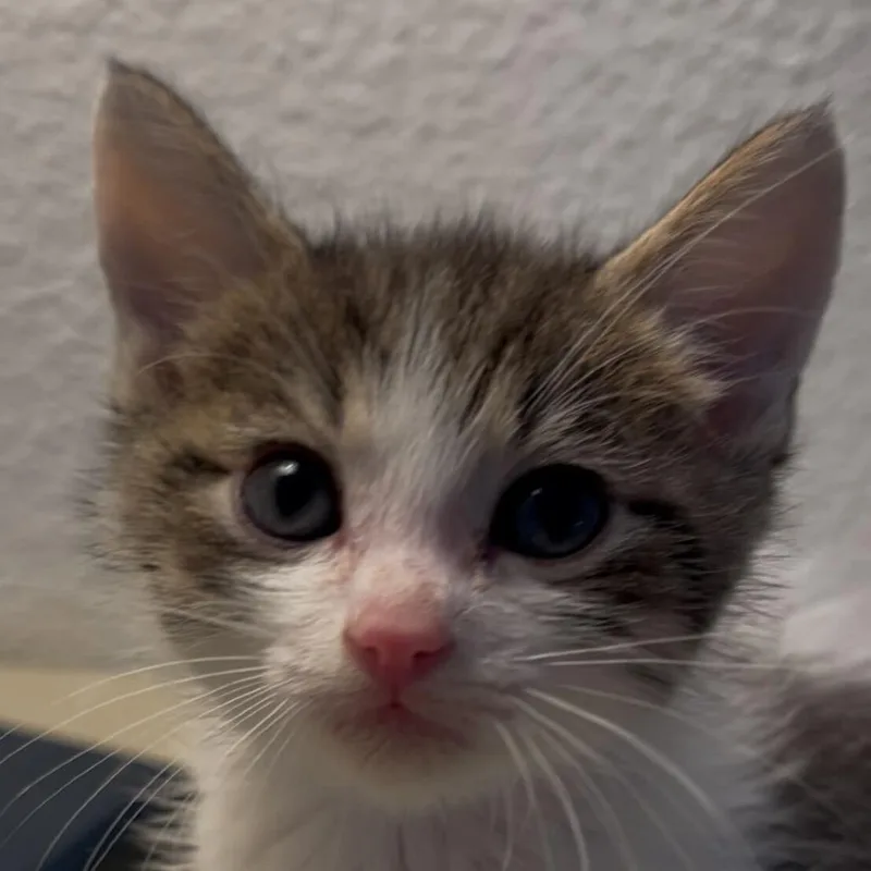 A baby small-sized male Brown / Chocolate Domestic Short Hair cat named Albert for adoption in Escondido, CA