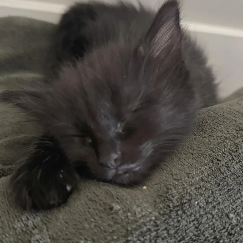 A baby small-sized female Black Domestic Short Hair cat named Gorgonzola for adoption in Wichita, KS