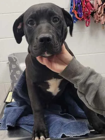 A baby medium-sized male Black Mixed Breed dog named Castiel for adoption in Kansas City, MO