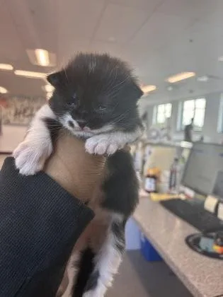 A baby small-sized female Domestic Short Hair cat named Cayenne Pepper for adoption in West Chester, PA