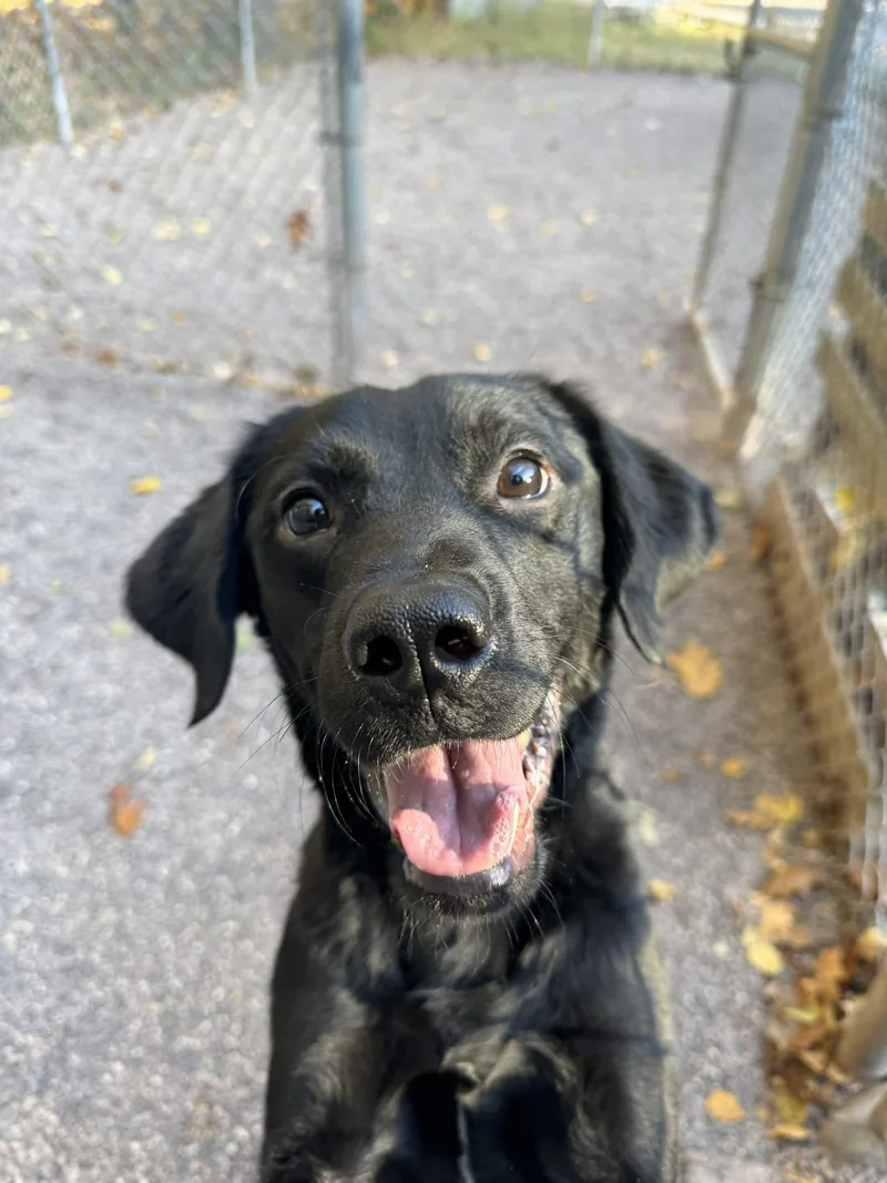 A young medium-sized male Black Mixed Breed dog named Smokey for adoption in Houghton, MI