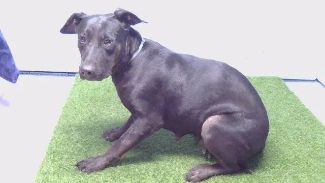 A young large-sized female Labrador Retriever dog named Lady Helen for adoption in Gardena, CA