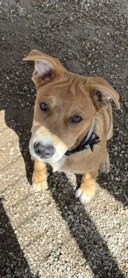 A young large-sized male Mixed Breed dog named Dan for adoption in Joshua, TX