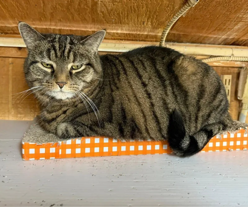 An adult large-sized male Domestic Short Hair cat named Grizzly for adoption in Coatesville, PA