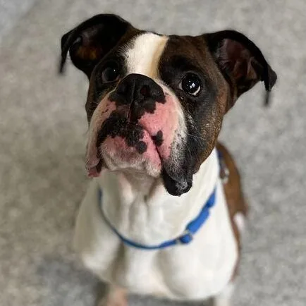 An adult medium-sized male Boxer dog named Sarge for adoption in Jackson, MI