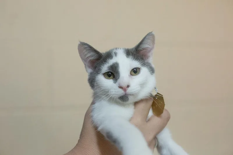 A baby small-sized female Domestic Short Hair cat named Poise for adoption in Mountain Home, AR