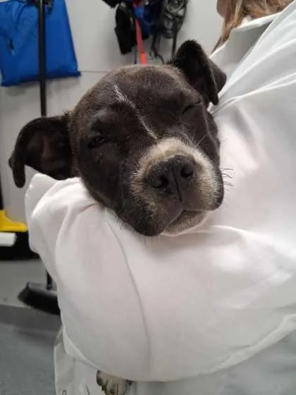 A baby medium-sized male Mixed Breed dog named Scrabble for adoption in Sevierville, TN