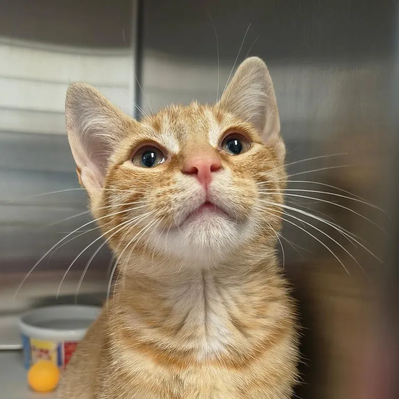 A baby small-sized male Orange / Red Domestic Short Hair cat named Caleb for adoption in East Hampton, NY