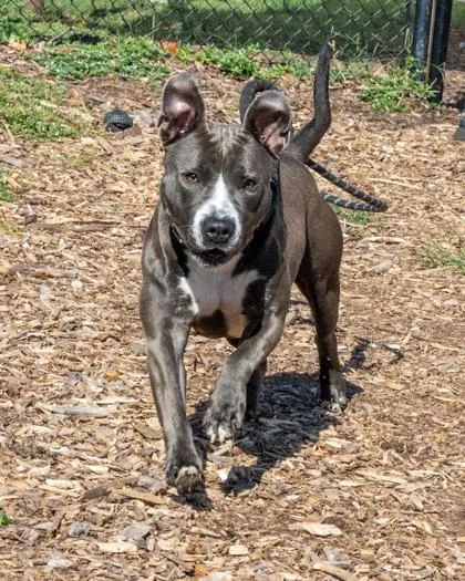 An adult large-sized female Mixed Breed dog named Sienna for adoption in Chamblee, GA