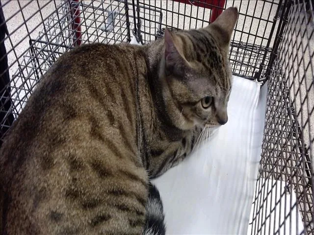 An adult small-sized male Domestic Short Hair cat named Simba for adoption in Miami, FL