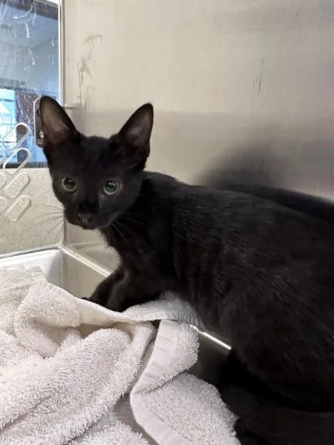 A baby small-sized male Domestic Short Hair cat named A for adoption in San Luis Obispo, CA