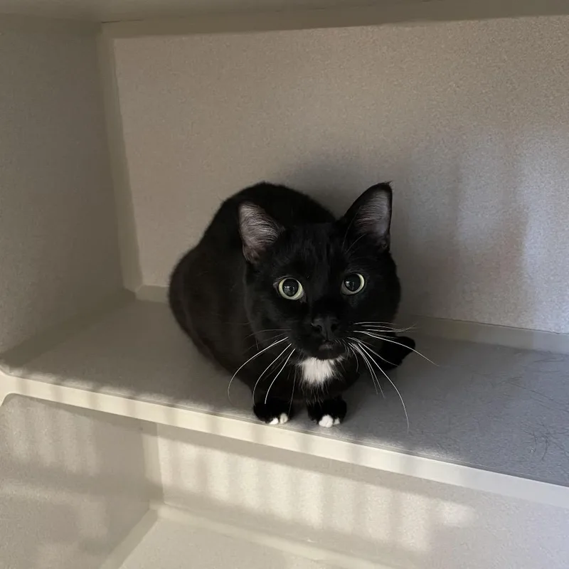 An adult small-sized male Black Domestic Short Hair cat named Fraiser for adoption in Rexburg, ID