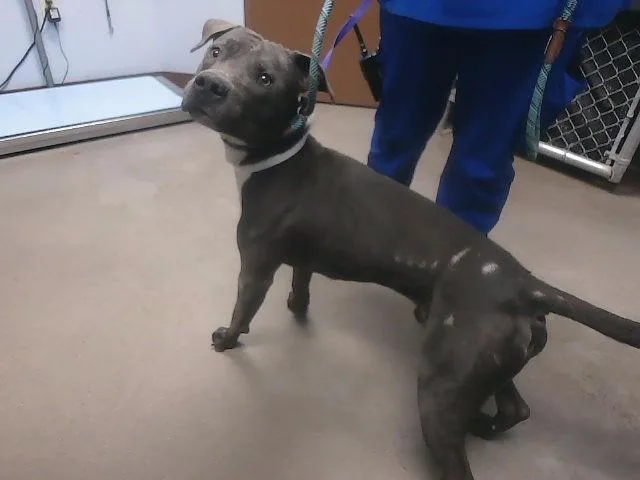 A young large-sized male Pit Bull Terrier dog named Rigatoni for adoption in Phoenix, AZ
