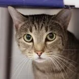 An adult medium-sized male Tabby (Brown / Chocolate) Domestic Short Hair cat named Leroy for adoption in Hilliard, OH
