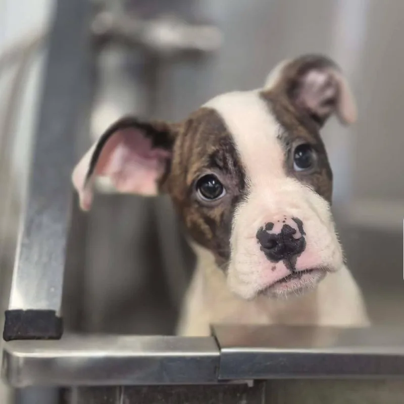 A baby small-sized female Brindle Pit Bull Terrier dog named Sally for adoption in Dover, AR