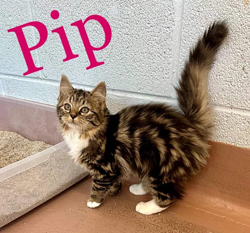 A baby large-sized female Tabby (Buff / Tan / Fawn) Domestic Long Hair cat named Pip for adoption in Prince Frederick, MD