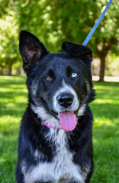 An adult medium-sized female Siberian Husky dog named Gemma for adoption in Yakima, WA
