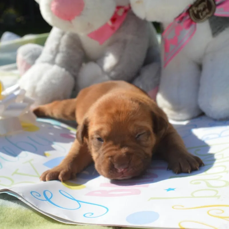 Daisy Pup