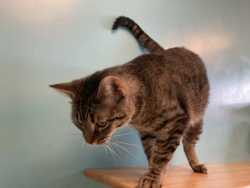 An adult medium-sized male Tabby (Brown / Chocolate) Domestic Short Hair cat named Courage Pickles Bananabutt for adoption in Cincinnati, OH