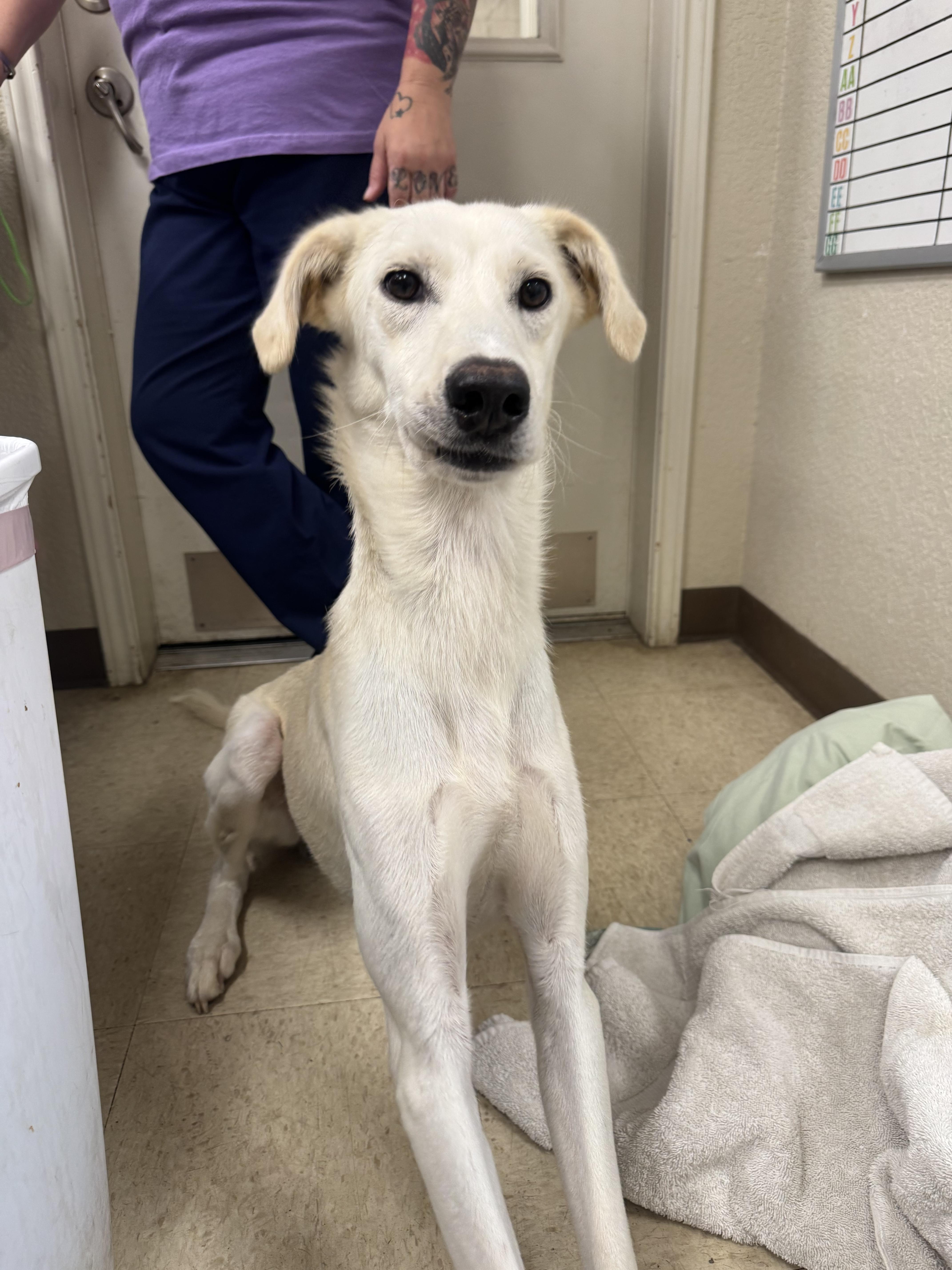 Sunny the sighthound