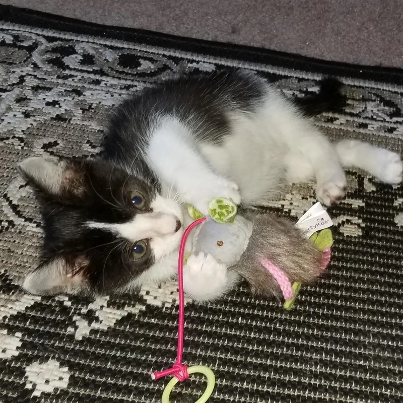 A baby small-sized female Black Domestic Short Hair cat named FOUND in Medford for adoption in Rochester, MN