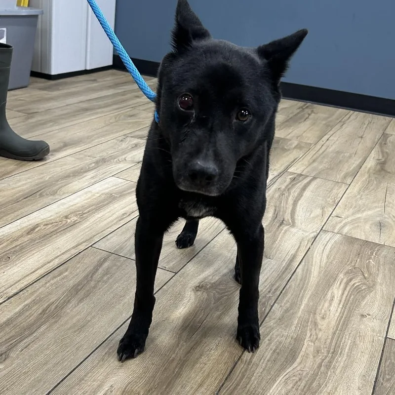 A young medium-sized female Shepherd dog named Luna for adoption in Weimar, CA