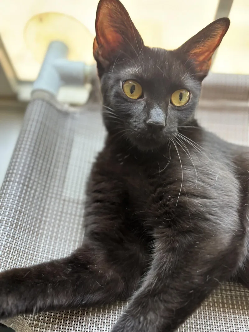 Coco