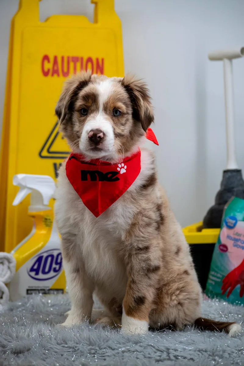 Major Mop thumbnail 3