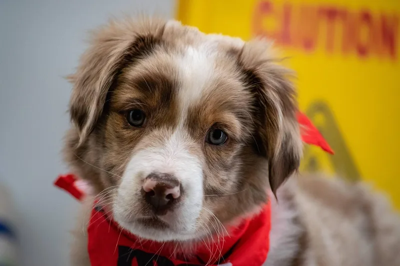 Major Mop thumbnail 4