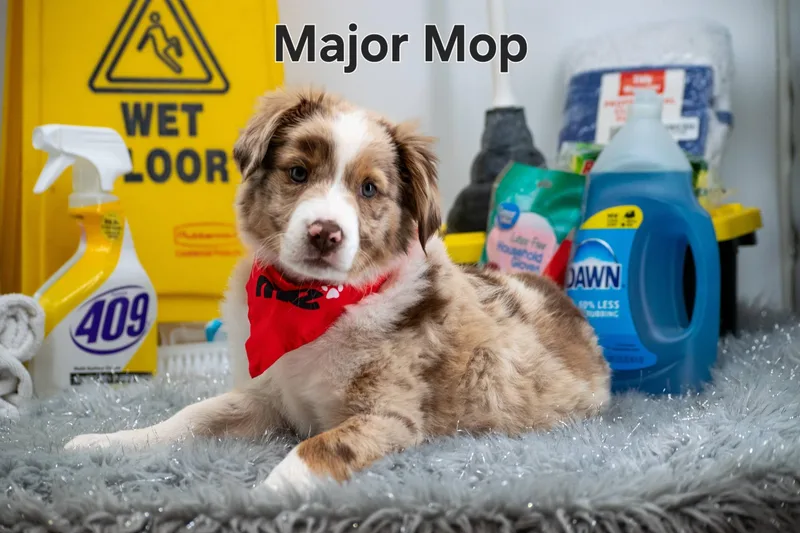 Major Mop