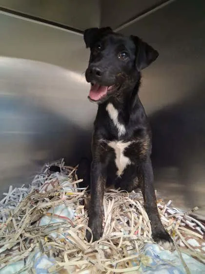 A young medium-sized female Labrador Retriever dog named Libbie for adoption in Gulfport, MS