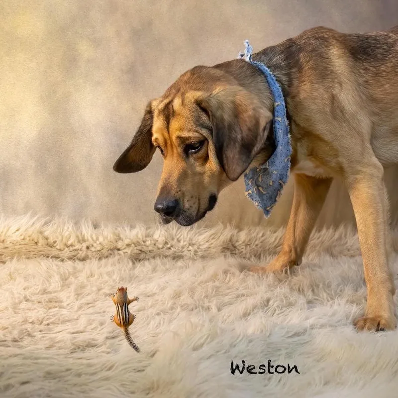 An adult small-sized male White / Cream Bloodhound dog named Weston for adoption in Northbrook, IL