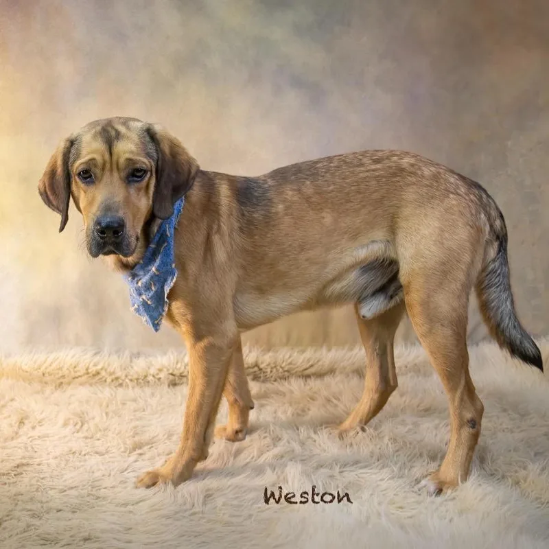 Weston thumbnail 2