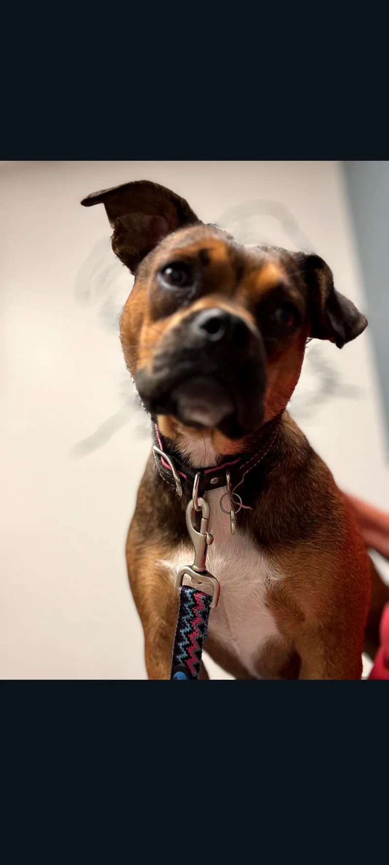 A young medium-sized female Red / Chestnut / Orange Boxer dog named Mauve for adoption in Lewis Center, OH