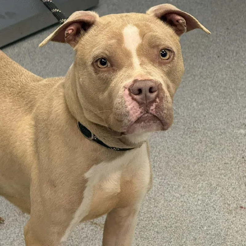 An adult medium-sized female Yellow / Tan / Blond / Fawn Pit Bull Terrier dog named Penelope for adoption in Martinsville, VA