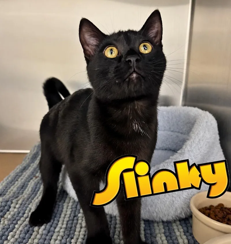 A baby medium-sized female Black Domestic Short Hair cat named Slinky for adoption in Nevada, IA