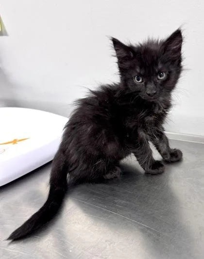 A baby small-sized female Black Domestic Short Hair cat named Angela at PetSmart in for adoption in Bishop, GA