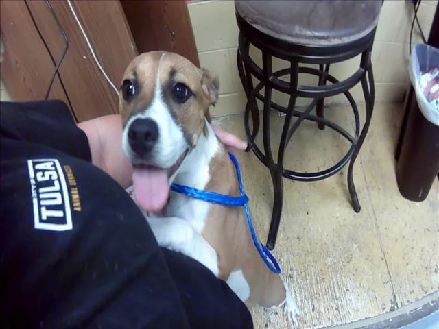 A young medium-sized female Pit Bull Terrier dog named Carolina for adoption in Tulsa, OK