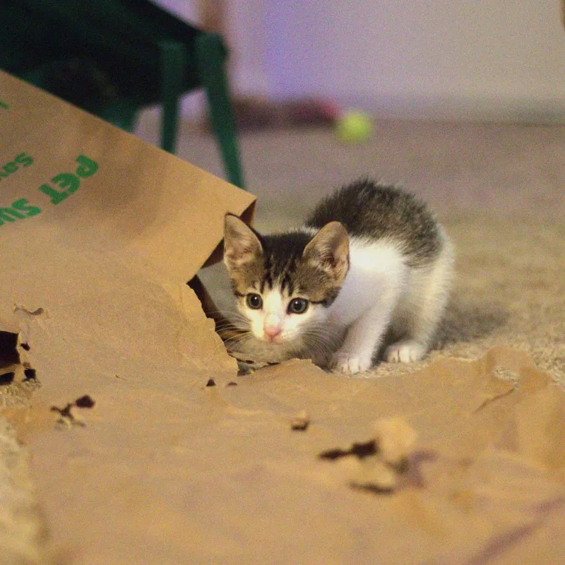 A baby small-sized female Brown / Chocolate Domestic Short Hair cat named Crab for adoption in Newark, DE