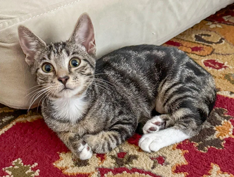 A baby medium-sized female Domestic Short Hair cat named Alicent for adoption in Lighthouse Point, FL