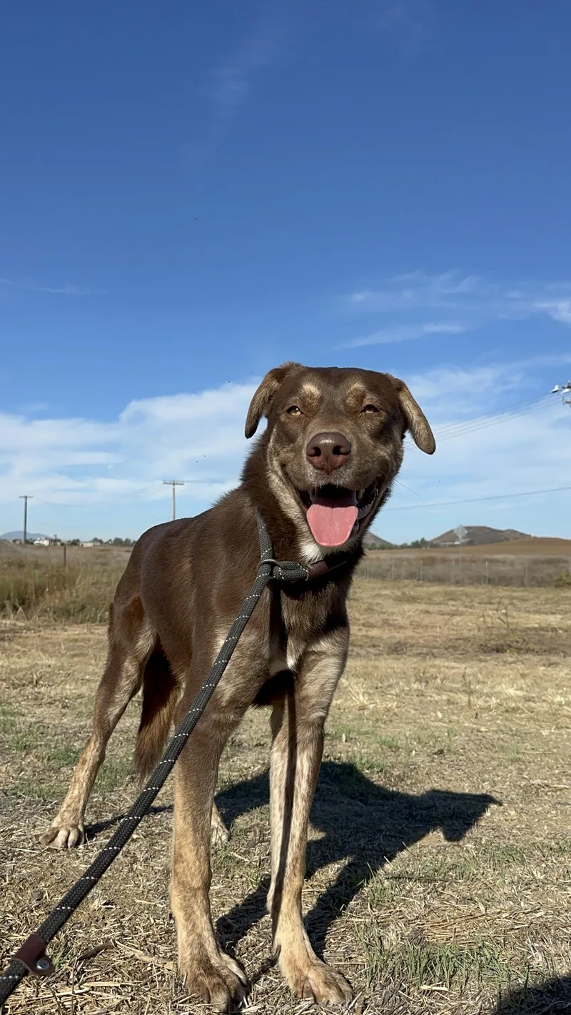 Pawcasso thumbnail 2