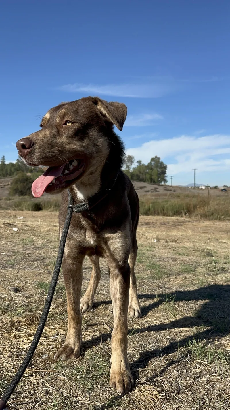 Pawcasso thumbnail 4